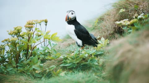 Cute Bird and Nature