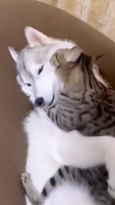 Cat cleaning up the dog #catanddog #catanddogfunny #catanddogcare #catshorts #dogshorts