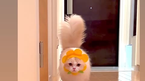 Cute Cat 🐈