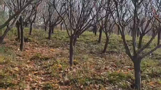 These small trees grow very densely