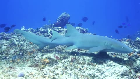 Small shark swimming