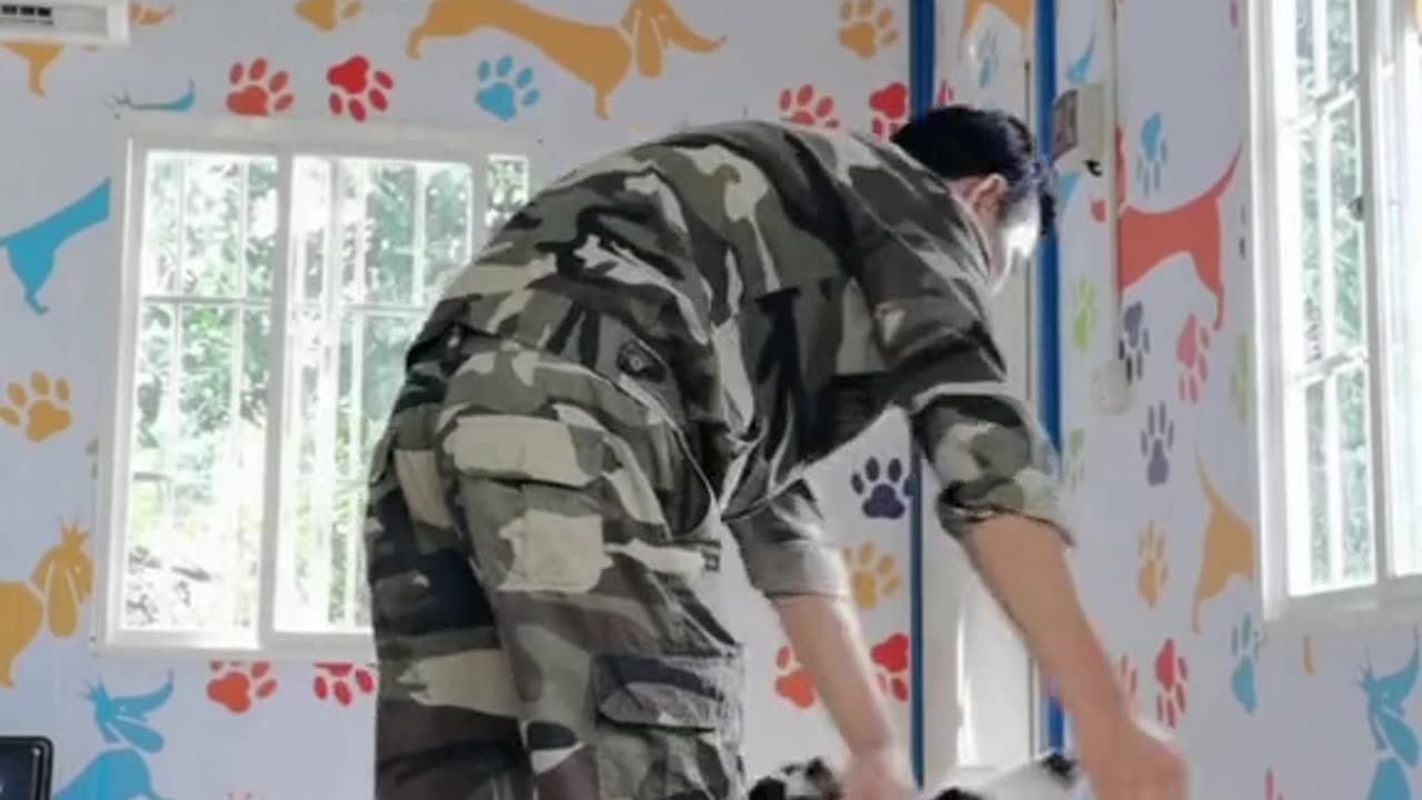 "Furry Friends Unleashed: Meet the Border Herder Dogs and Their Playful Personalities"
