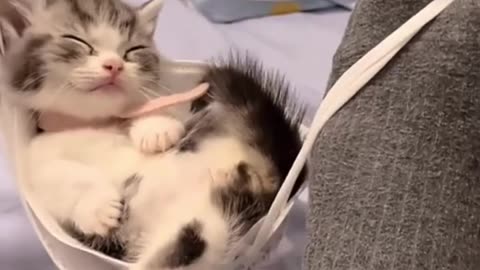 Cutie Cat 😺