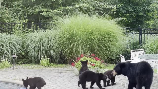 Mama Bear Brings Five Cubs for a Swim in Backyard Pool