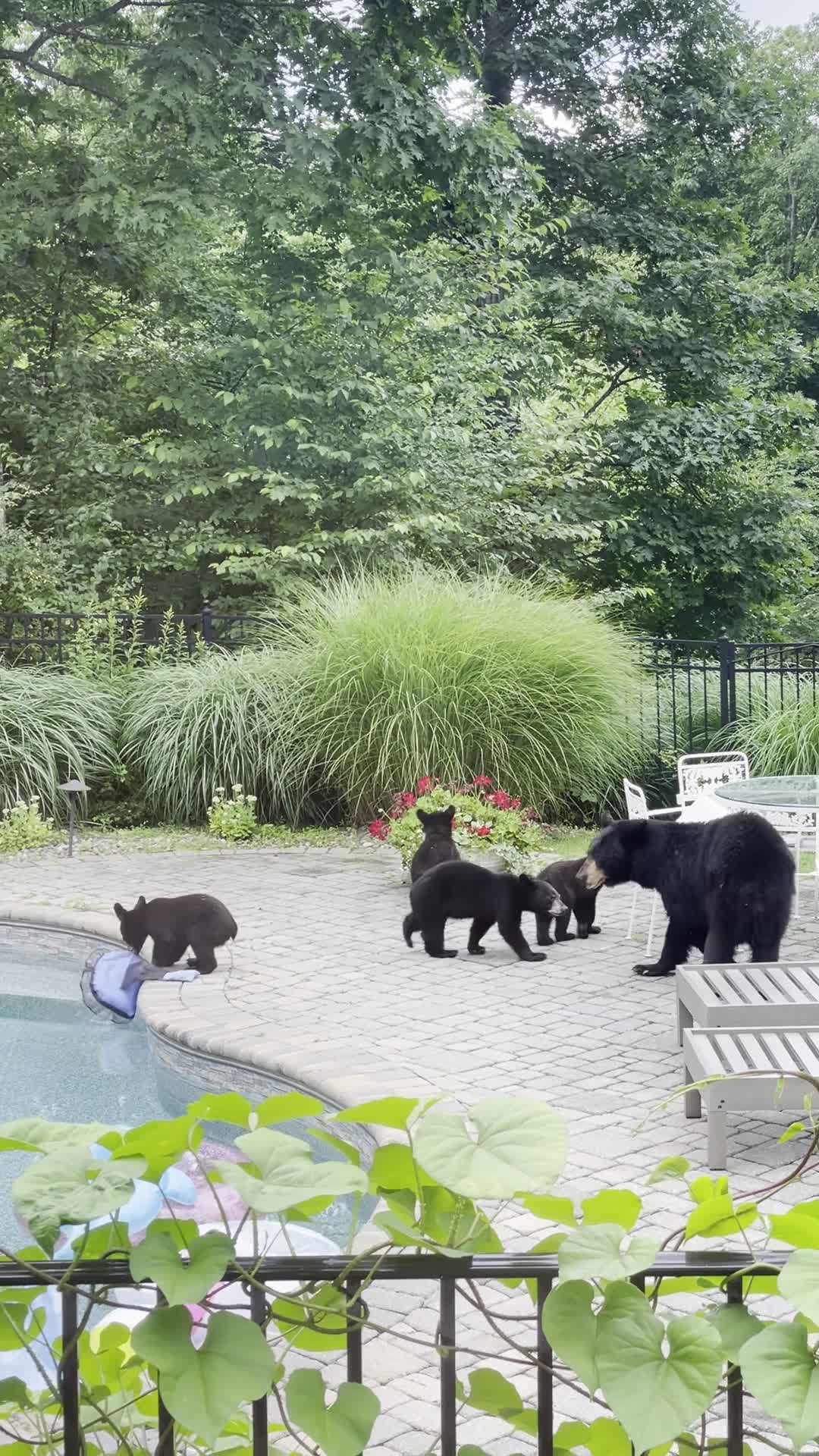 Mama Bear Brings Five Cubs for a Swim in Backyard Pool