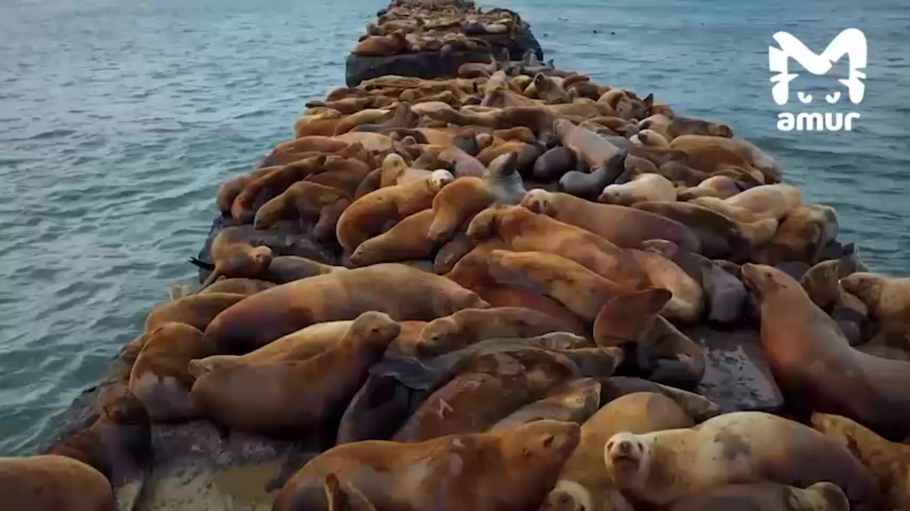 Thousands of seals stop at this location every year