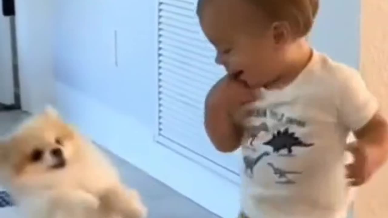 Dog play with kid , funny dog , dog playing with Kid