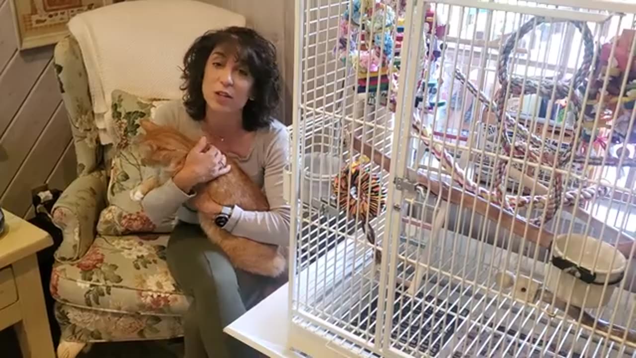 Introducing a bird into a household with other pets