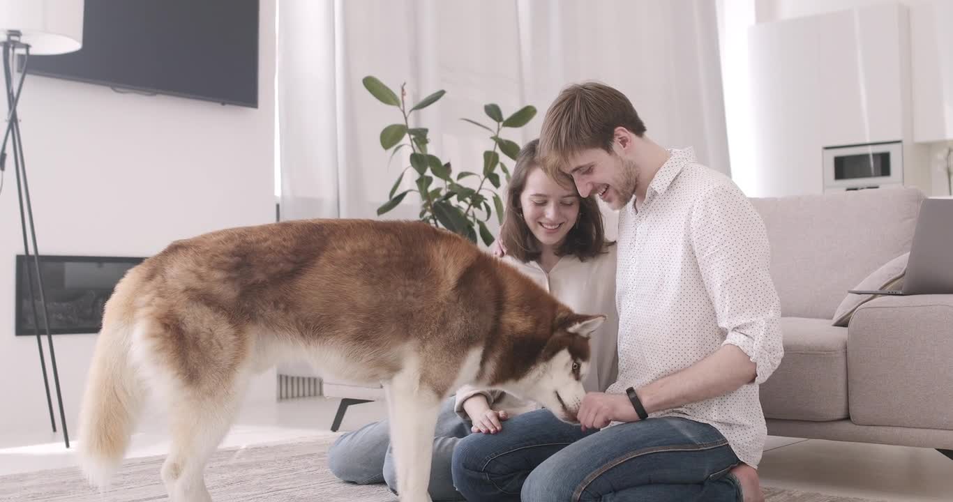 Smart Beautiful Husky Very Special Dog Plays with A Couple ( it will melt your heart)