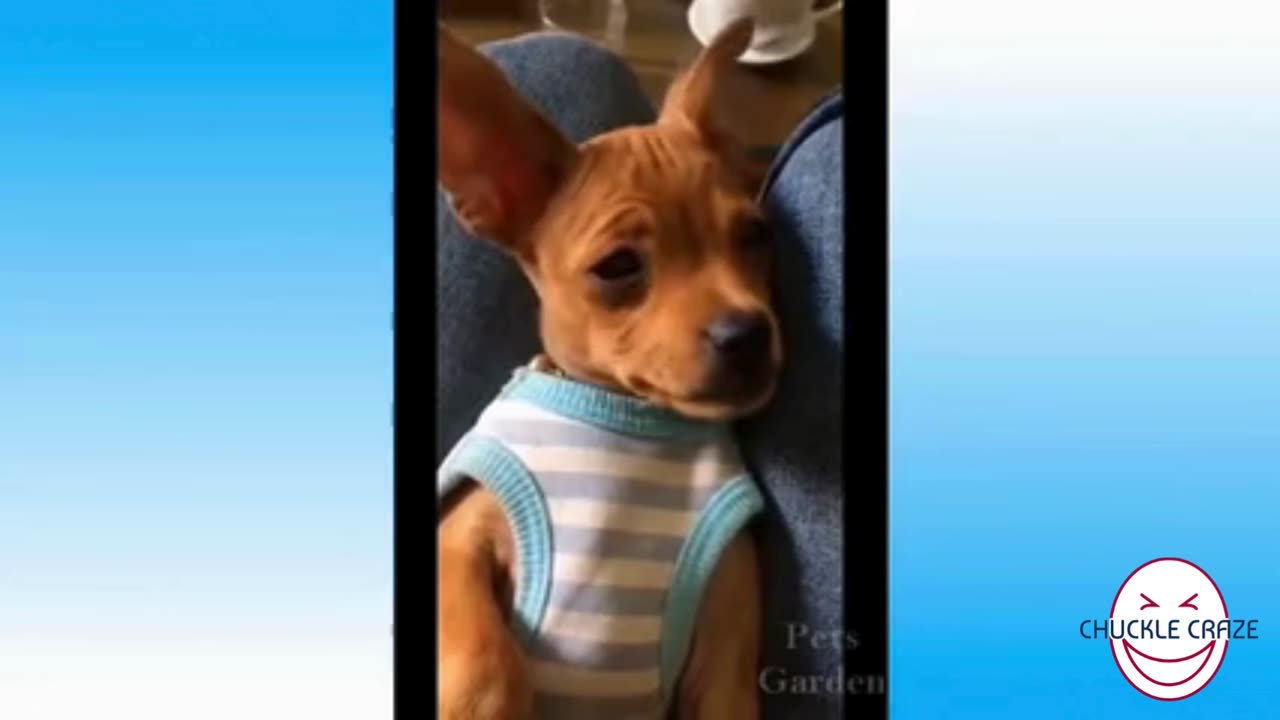 Unleash Your Joy: Adorable Animal Antics in 'Cute Creatures, Hilarious Moments: A Satisfying