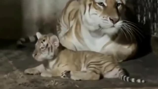 The little tiger is very cute