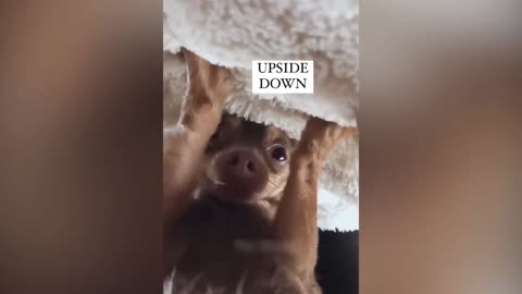 Cute and Funny Cat Compilation 2023 - Funny Pet Videos #4