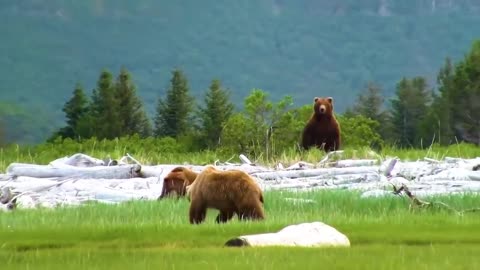 The Test of the Brown Bears