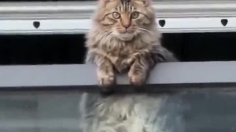 happy kitty counting up to the #rapture