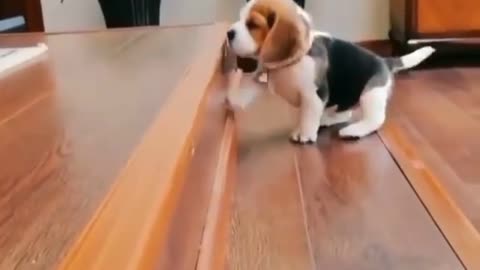 Dog succeeded in trying to climb the stairs