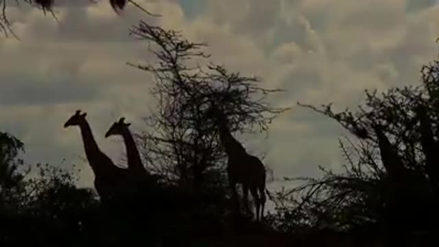 Giraffe saved his baby from five lion