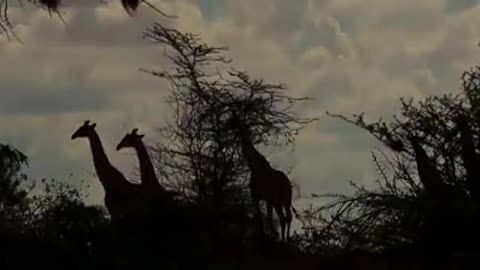 Giraffe saved his baby from five lion