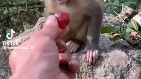 Cute Animal Babies