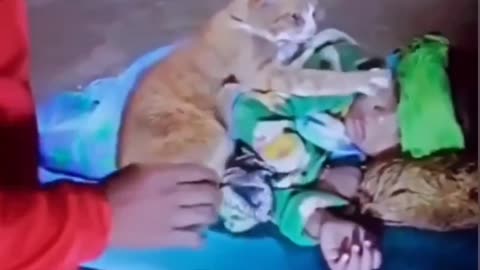 Cat taking care of child