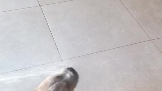 american bully playing with water