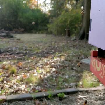 Busy Bees, Fall in Ohio