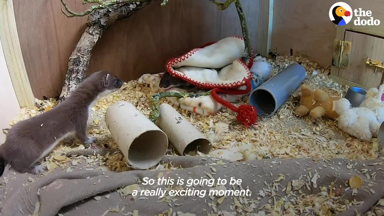 Tiny Baby Stoat Has The Best Reaction When She Meets Someone Like Her