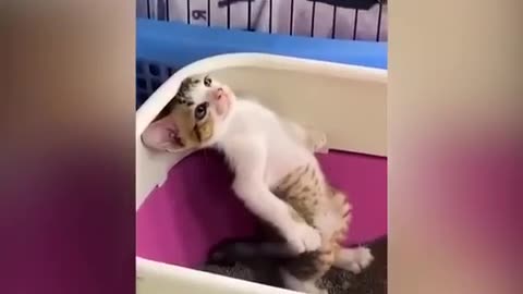 Cute Funny Cat 😍