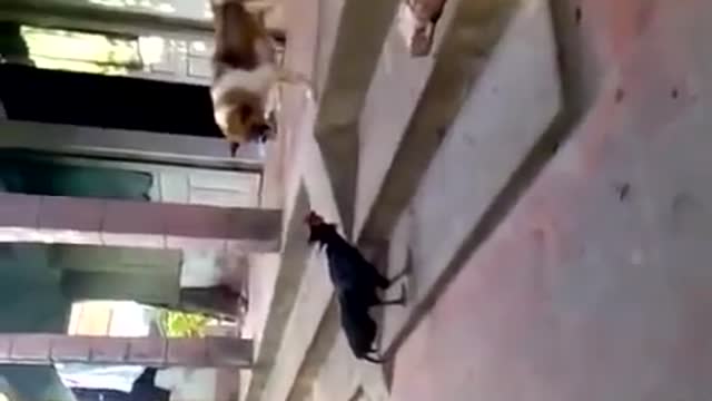 Dog vs Chicken Fight