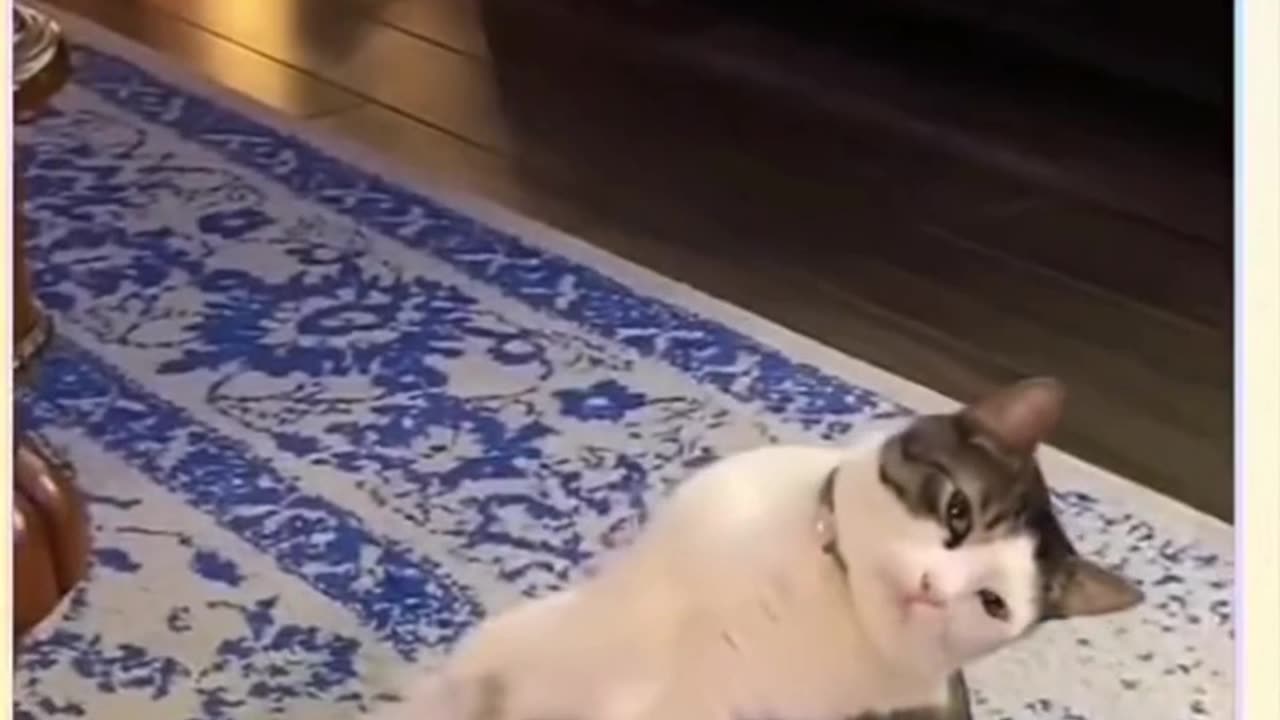 Cats are really cute animals