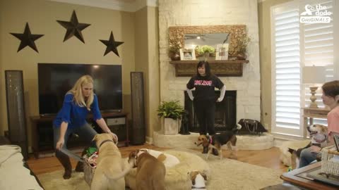 Family Brings Baby Cow Into Their Home During Hurricane | The Dodo: Comeback Kids S02E01