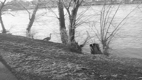 the river is high today