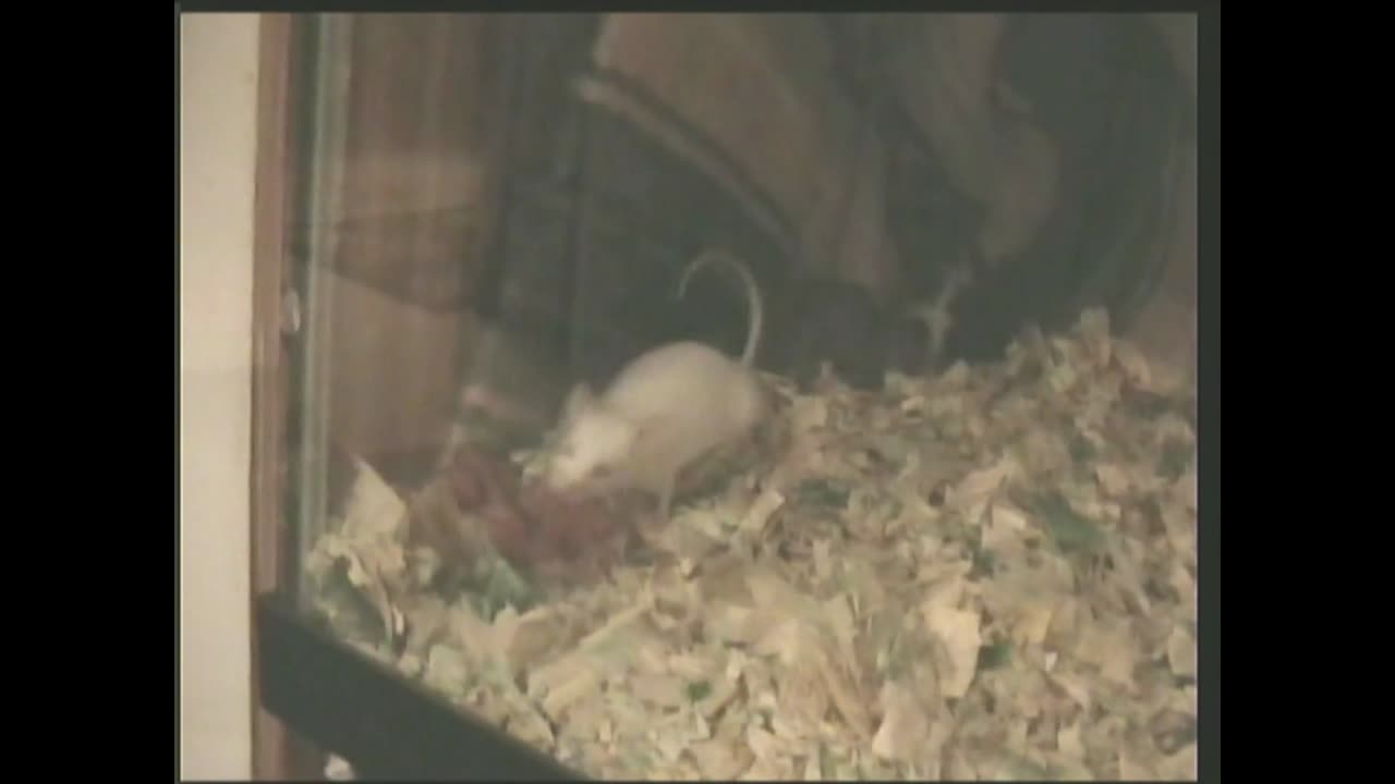 Mice Fight Over Babies