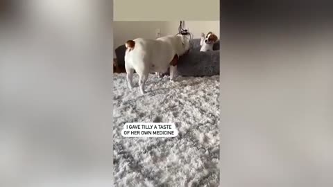 Funny Cats and Dogs 🤣🤣🤣