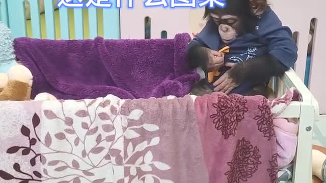 Little chimp wears new clothes