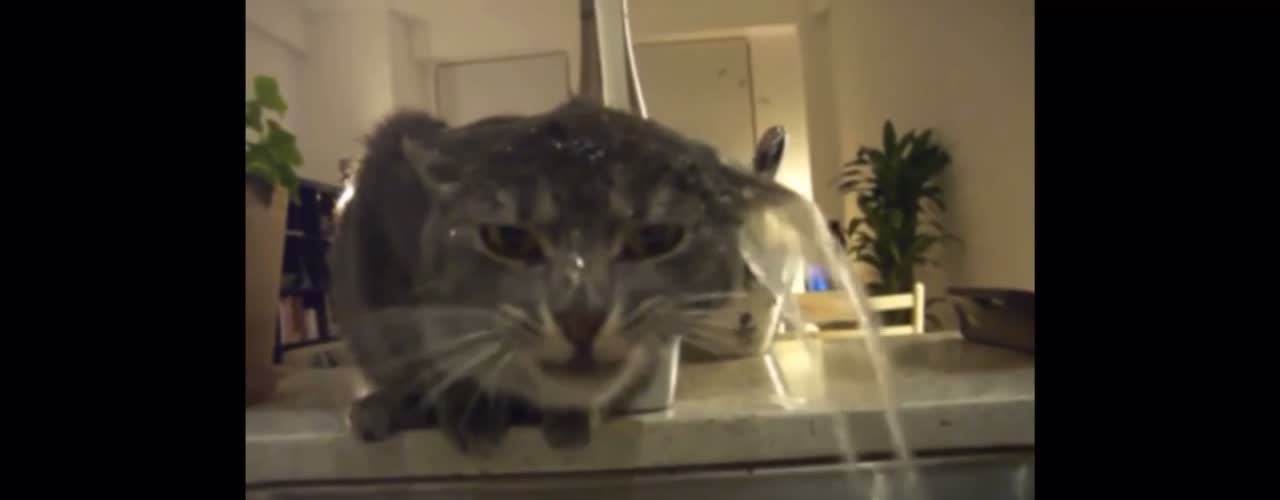 Funny Cat Video Part II | Bathing Cat | Cat Love