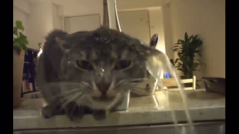 Funny Cat Video Part II | Bathing Cat | Cat Love