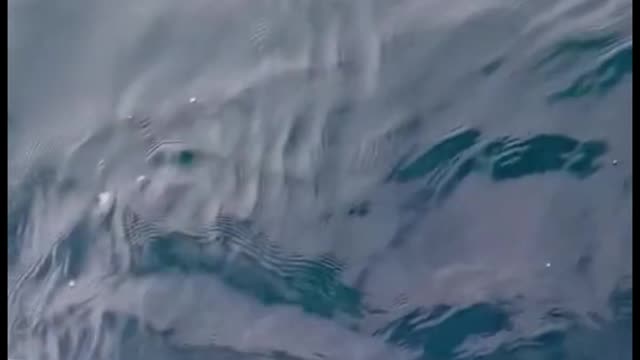 The big thing came up for air, and it dodged the hull perfectly