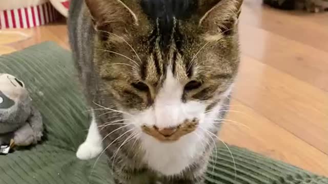 The black cat played hooligan and made the fat cat anxious: we are all sisters, what are you doing?