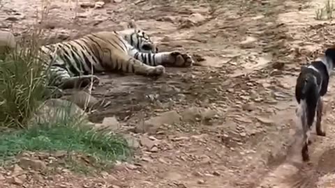 Tiger killed dog AT zone 2 ranthanbor national Park-tiger attack dog