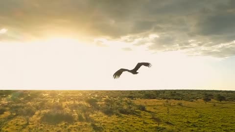 Africa & Wildlife _ Cinematic FPV