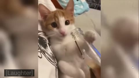 Dogs and Cats, Baby Pets Funny Videos
