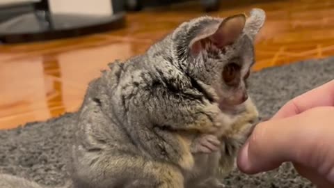 CUTE LITTLE animal!!