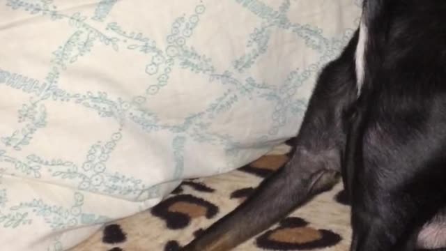 Little dog is sneezing