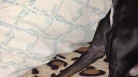 Little dog is sneezing