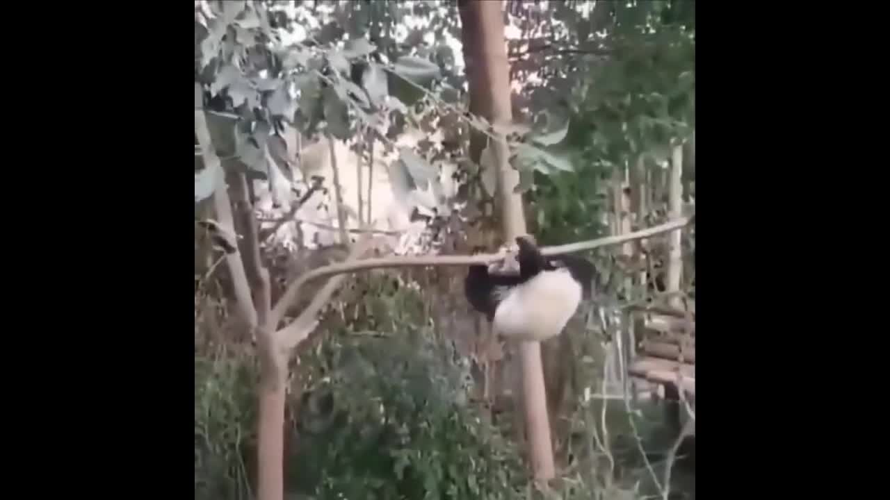 Awesome SO Cute Animals