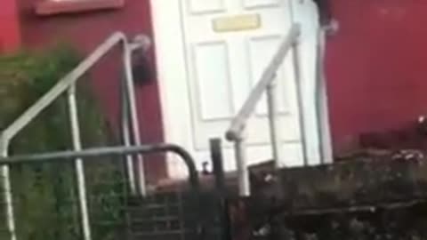 Funny animal