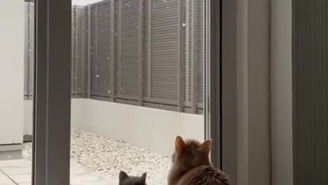 Cute and funny cat video.
