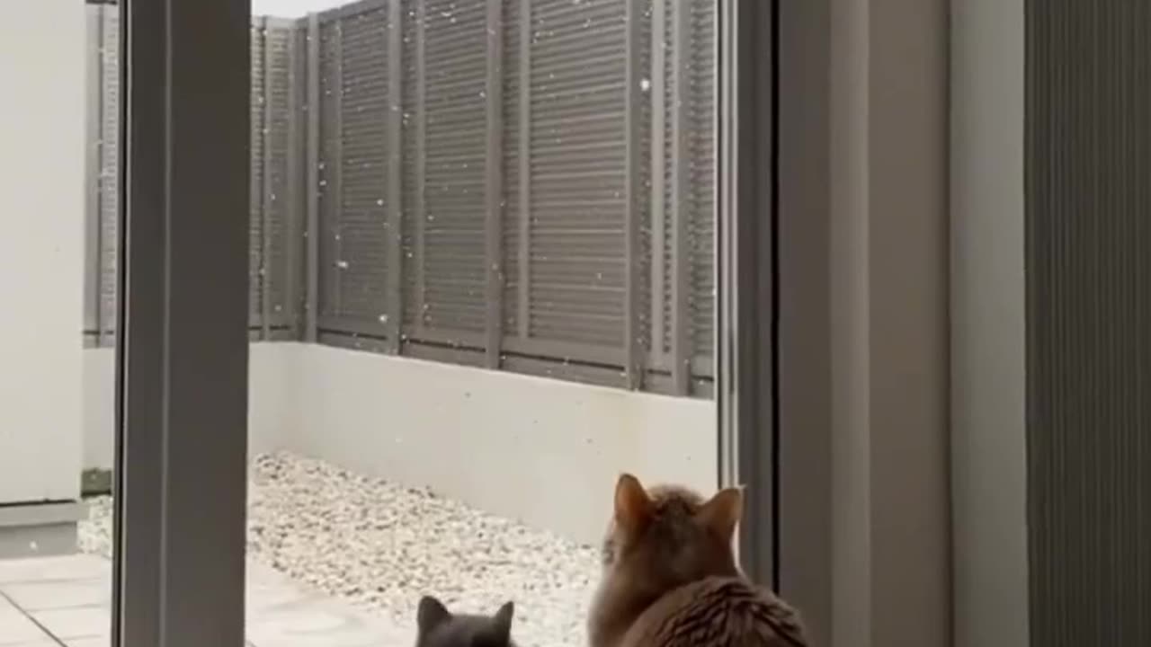 Cute and funny cat video.