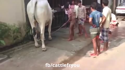 Funny video