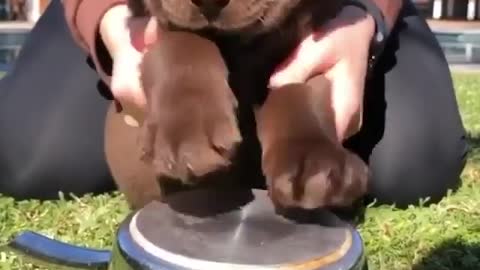 cute dog playing music in the pot 😍